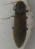 Agriotes pilosellus